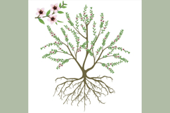 Manuka bush with flowers and roots on white background.