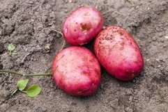 agricultural field where red potatoes Product Image 1