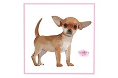 Watercolor Chihuahua Png clipart Product Image 8