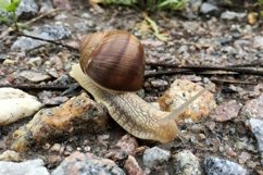 Big garden snail in shell crawling on wet road hurry home Product Image 17