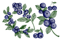 Blueberry berries clipart watercolor png Product Image 3