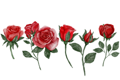 Watercolor clipart rose png 11 elements Product Image 3