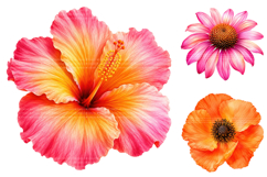 Tropical Watercolor Flower Clipart Bundle Product Image 3