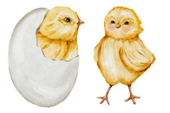 Chicken watercolor clipart PNG Product Image 3
