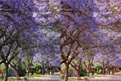 30 Blossom LUT Collection Product Image 2