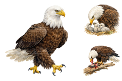 Watercolor Bald Eagle Clipart Bundle Product Image 3