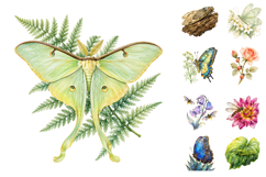 Watercolor Golden Insect PNG Bundle, Botanical Butterfly PNG Product Image 3