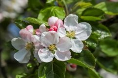 Beautiful background of flowering trees Product Image 1