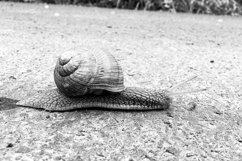 Big garden snail in shell crawling on wet road hurry home Product Image 14