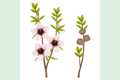 Branches with flowers and manuka fruits on white background