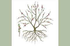 Manuka bush with flowers and branch with fruits on white background.