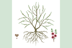 Manuka bush with fruits and flowering branch on white background.