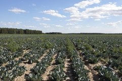 green cabbage in a field Product Image 1