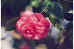 Pink camellia flower on a blurry background. Product Image 1