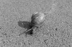 Big garden snail in shell crawling on wet road hurry home Product Image 15