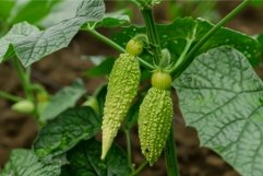 Two bumpy green bitter melon growing on a leafy vine in a ve Product Image 1