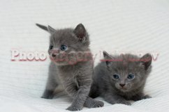 Stock Photo - Little kittens at home on a plaid. Product Image 1