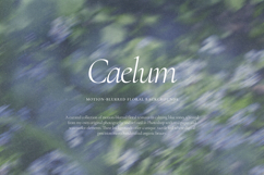 Caelum - Botanical Backgrounds Product Image 5