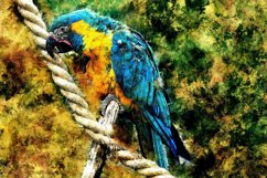 Collection of 12 Images 4k of BIRDS 300 dpi Product Image 3