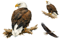 Watercolor Bald Eagle Clipart Bundle Product Image 4