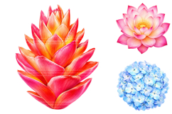 Tropical Watercolor Flower Clipart Bundle Product Image 4