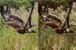 30 Countryside Lightroom Bundle Product Image 6