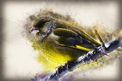Collection of 12 Images 4k of Bird Portraits PACK 08 300 dpi Product Image 5