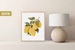 Vintage Fruits Farm Fresh Watercolor Clipart Collection Product Image 3