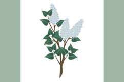A branch of blue lilac with leaves on a white background.