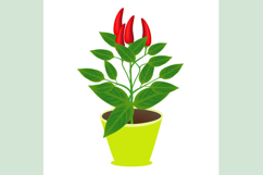 Chili pepper with fruits in a pot on a white background.