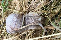 Big garden snail in shell crawling on wet road hurry home Product Image 6
