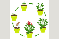 Life cycle of chili pepper in a pot on a white background.