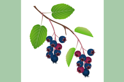 Branch with fruits irga and leaves on a white background