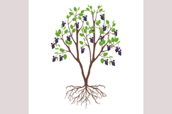 Irga bush with berries and roots on a white background.