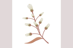 Branch with flowers irga and leaves on a white background.