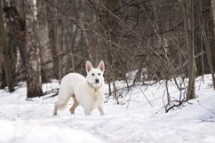 Dog in the snow Product Image 1