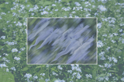 Caelum - Botanical Backgrounds Product Image 7