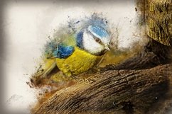 Collection of 12 Images 4k of Bird Portraits PACK 08 300 dpi Product Image 6