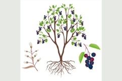 Irga bush with fruits and flowers on a white background. Product Image 1