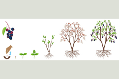 Cycle of growth of irga plant isolated on a white background