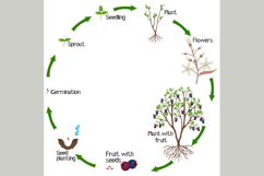 A growth cycle of irga plant on a white background.