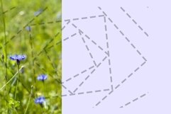 cornflower field Product Image 1
