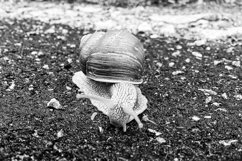 Big garden snail in shell crawling on wet road hurry home Product Image 20