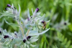 Large bee-fly bombylius major pollinating dark purple nonea Product Image 1