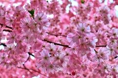24x Beautiful backgrounds of flowering trees Product Image 19