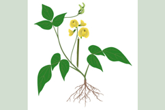 Mung bean plant with roots and flowers on white background.