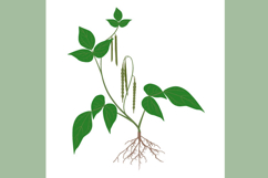 Mung bean plant with fruits and roots on white background.