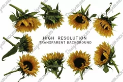 Sunflower Clipart PNG. Sunflower Sublimation High Resolution Product Image 2
