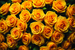 Yellow roses background Product Image 1