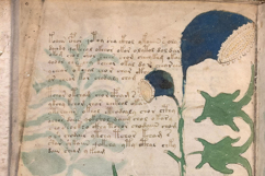 The Voynich Manuscript Set 1: 80 Codex Images Product Image 4